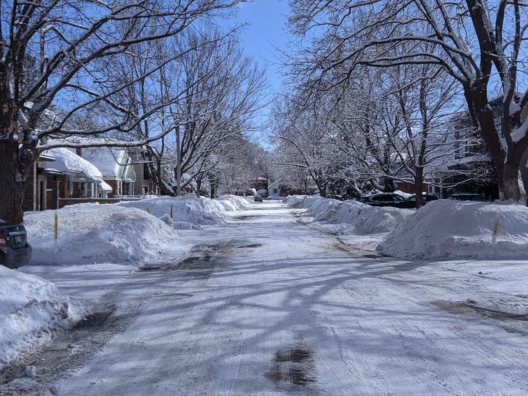 Looking down the middle of a snow-covered street, tall trees on both sides coated in a layer of snow